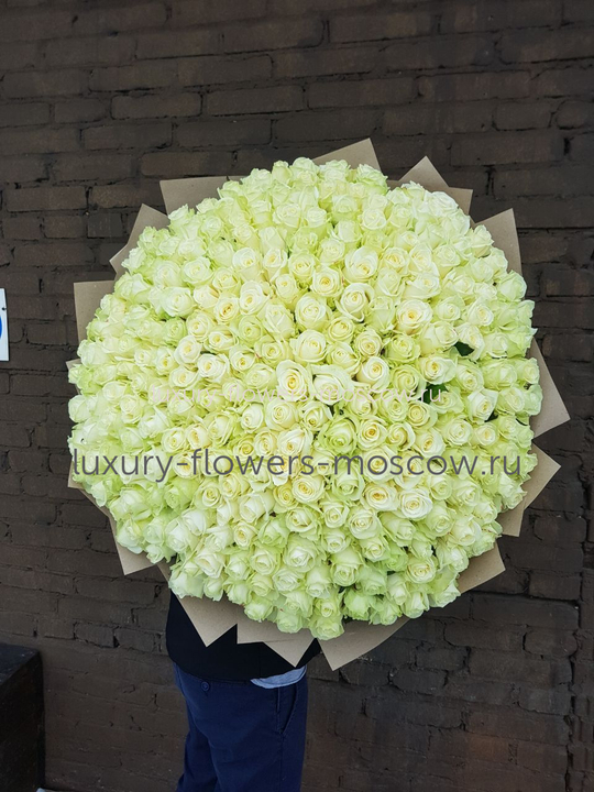 301 белая роза Авалнж