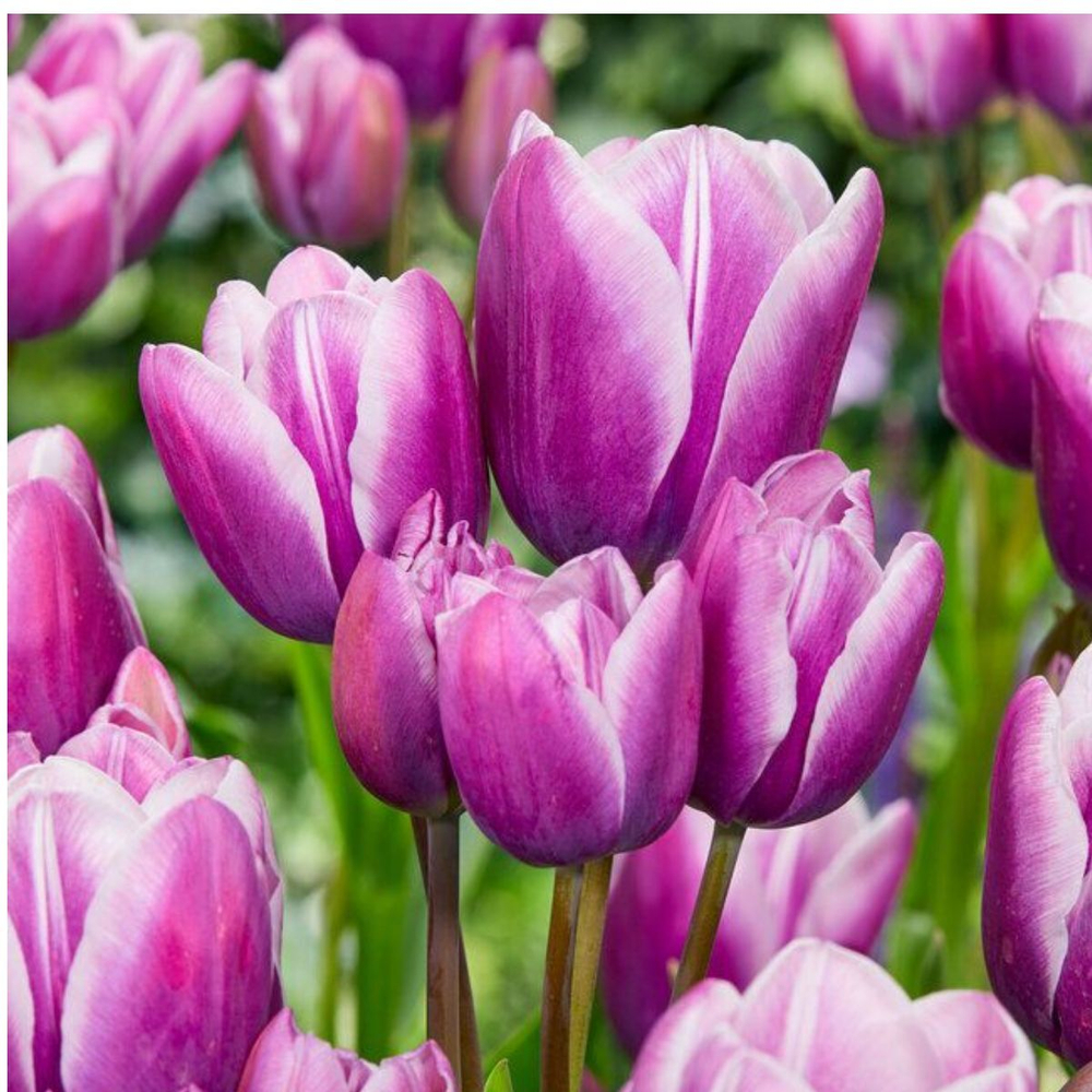 Тюльпан Purple Elegance (Многоцветковый, луковица 12/+)