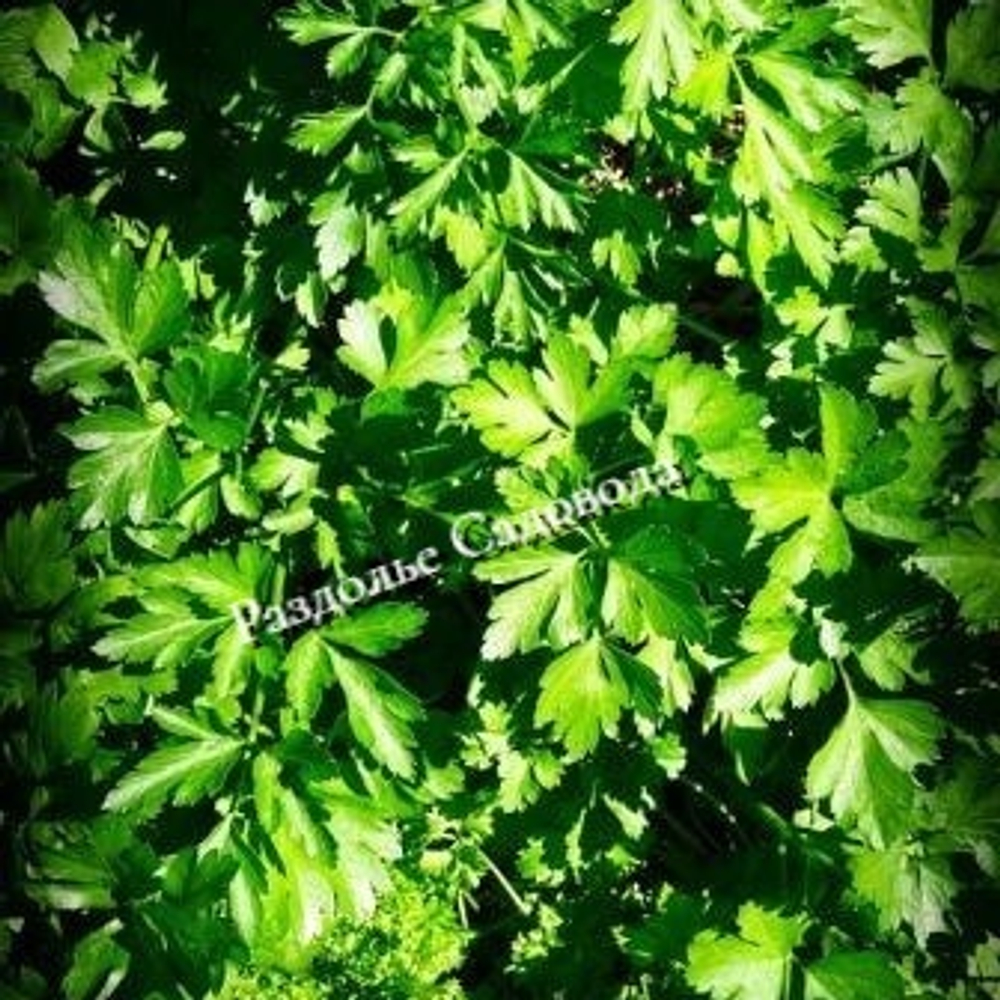 Петрушка Обыкновенная листовая (цена за 6шт)