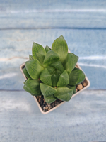 Haworthia Cymbiformis (Хавортия Ладьевидная)