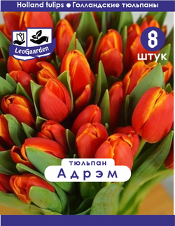 Тюльпан Луковица, Адрэм, 8 шт