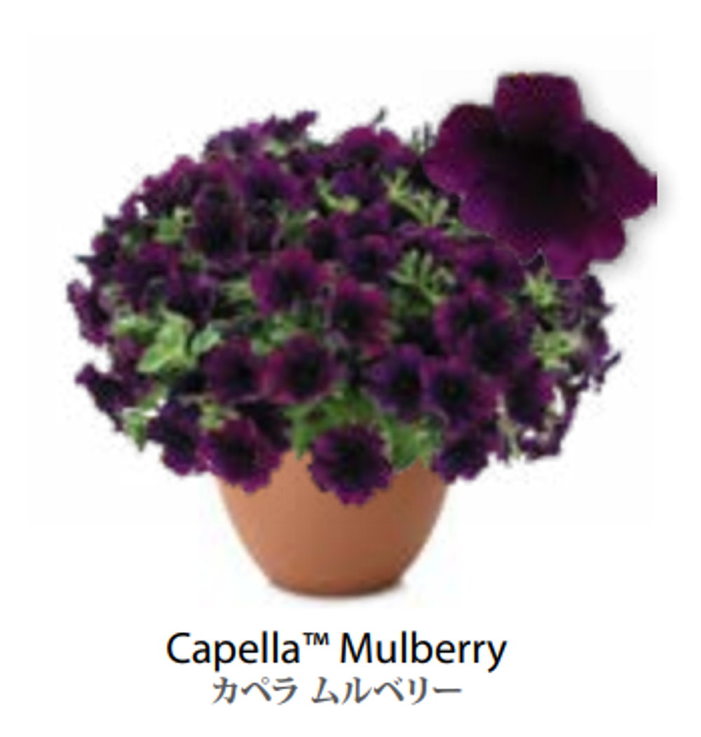 ЕВРО Petunia Capella Mulberry укорененный черенок середина декабря 25