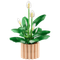 LEGO Constructor Botanicals Peace Lily