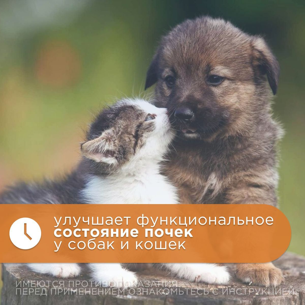 Прорентин порошок для поддержания функции почек у кошек и собак, порошок для приема внутрь, 60 г. Хитозан.
