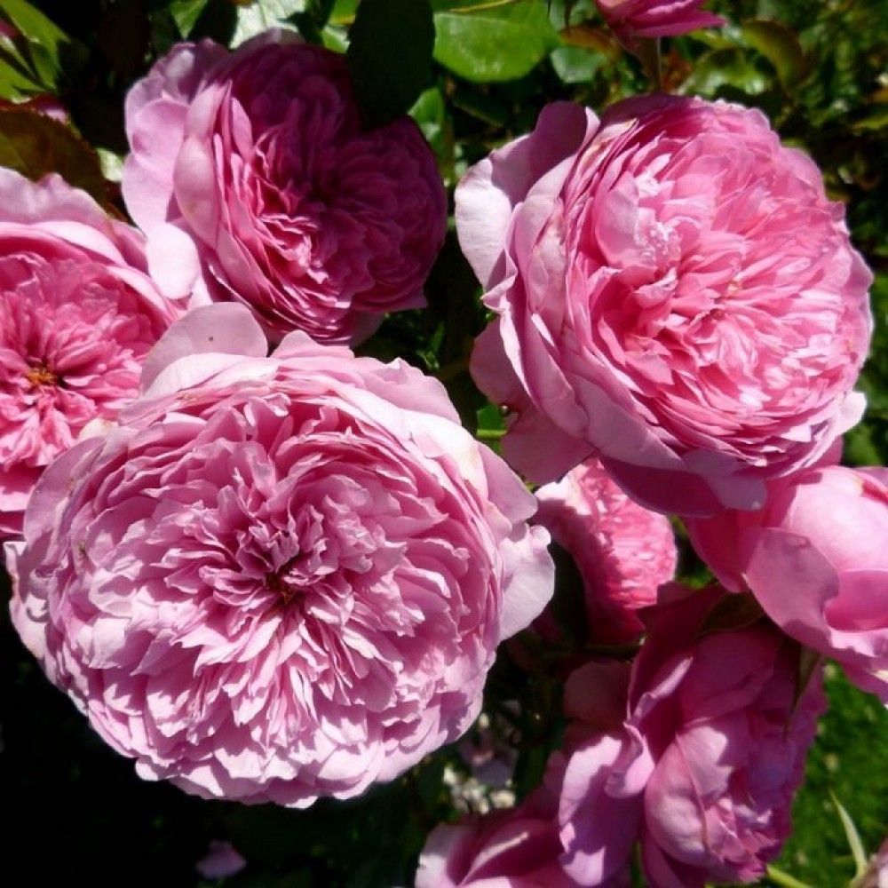 Шанталь Мерье (Chantal Merieux)