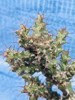 Euphorbia Lenewtonii (Эуфорбия)