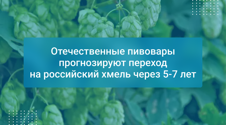 Отечественные пивовары прогнозируют переход на российский хмель через 5-7 лет