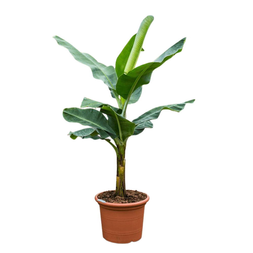 Банан декоративный