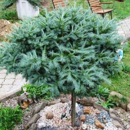 Лиственница японская Блу Дорф на штамбе