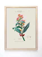Постер настенный в багетной раме "Ботаника" 42*32 см