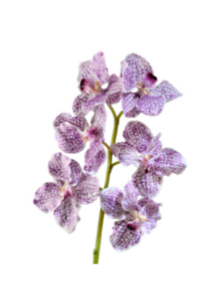 Орхидея Ванда бело-фиолетовая, в-56 см
