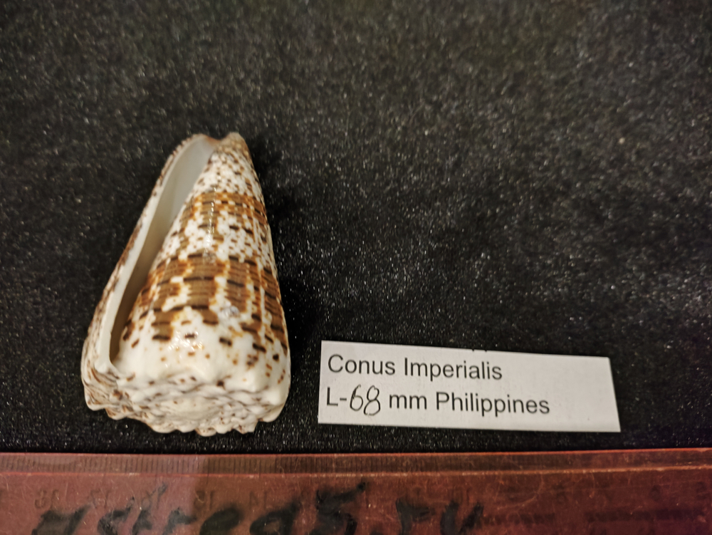 Конус империалис