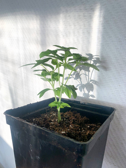 Базилик греческий в горшке