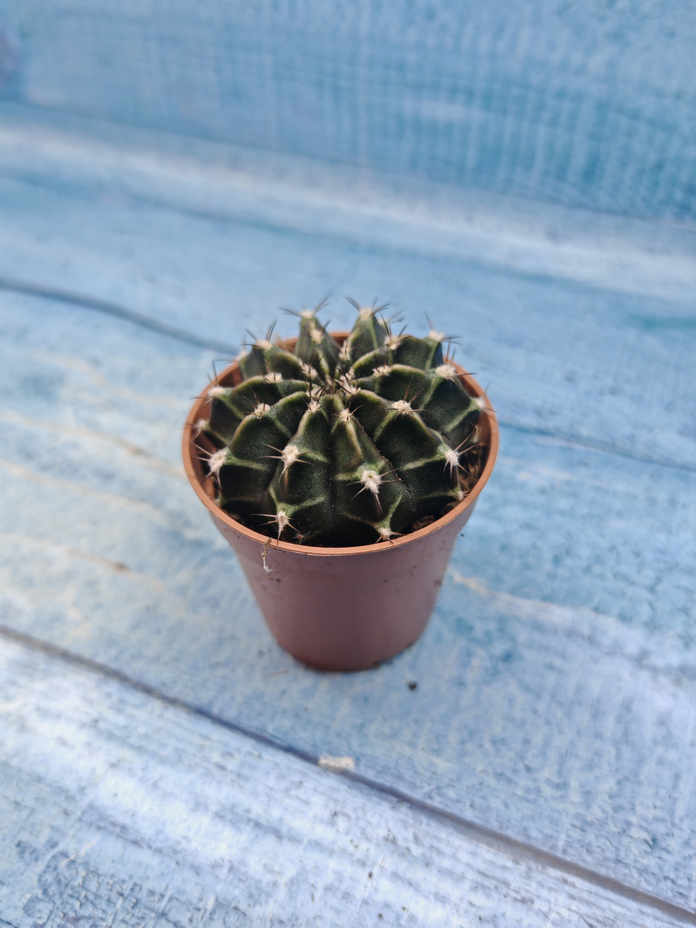 Gymnocalycium Friedrichii (Гимнокалициум)