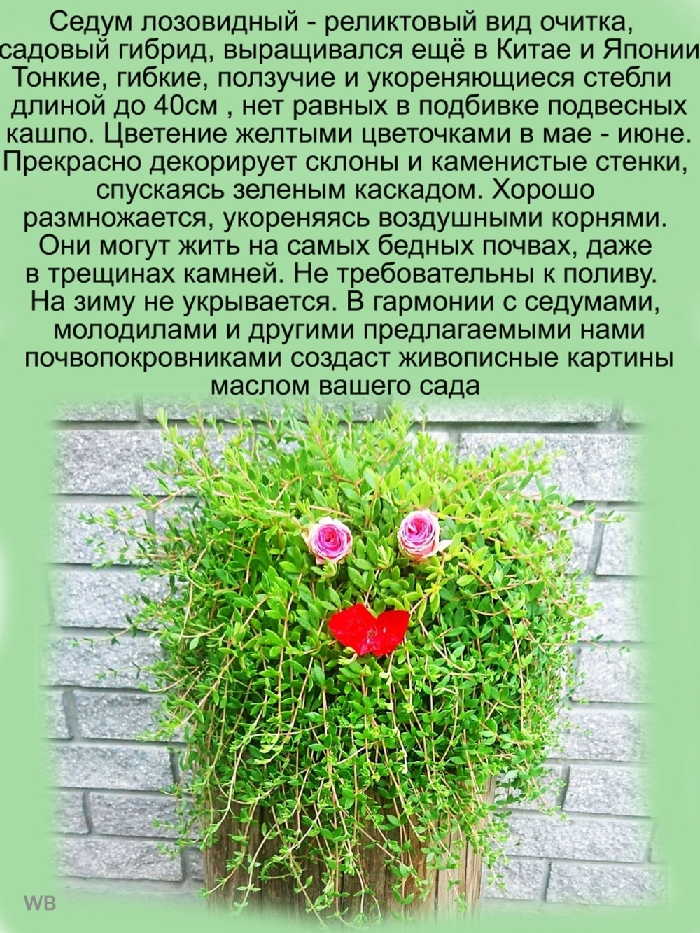 Седум Лозовидный очиток многолетний ампельный почвопокровный