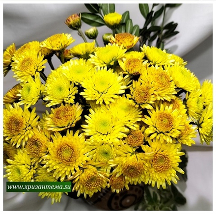 Хризантема кустовая Stalion yellow ☘ к.38    (отгрузка  Сентябрь)