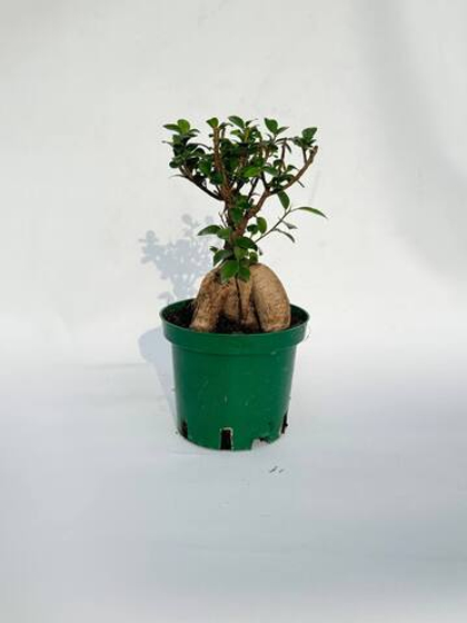 Фикус Гинсенг д.12 СП