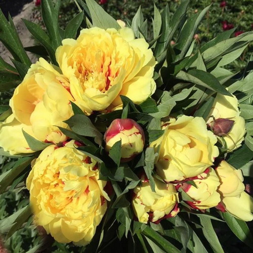 Пион Сонома Йедо 3-5 почек Закупка М81 октябрь 2026