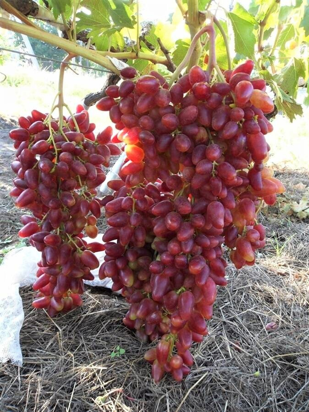 Виноград Дубовский розовый 1шт