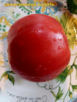 МИНУСИНСКИЙ ЛАПОТЬ