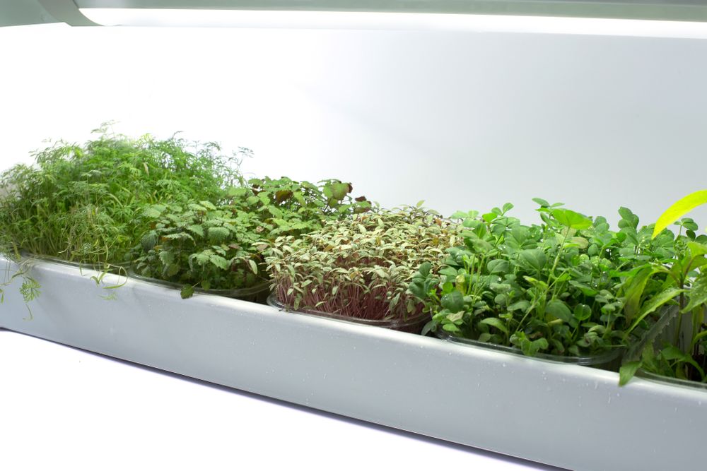 Гидропонная установка "Милашка"