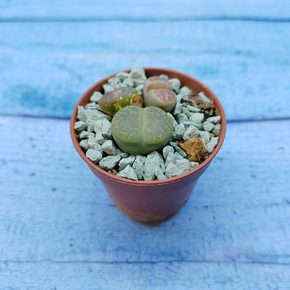 Lithops sp. (Литопсы)
