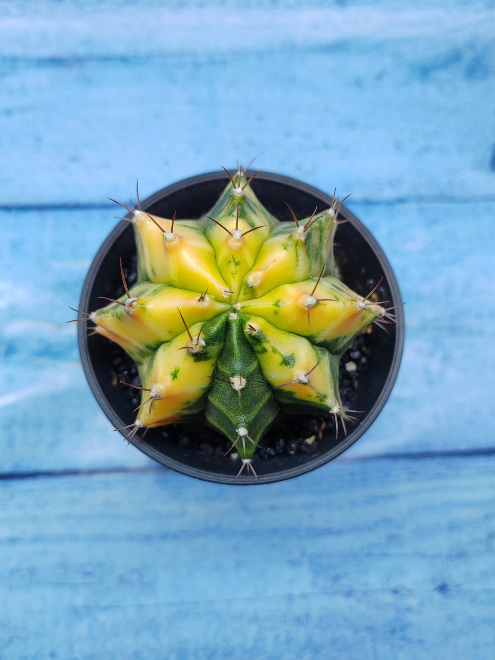 Gymnocalycium Variegata (Гимнокалициум Вариегатный)