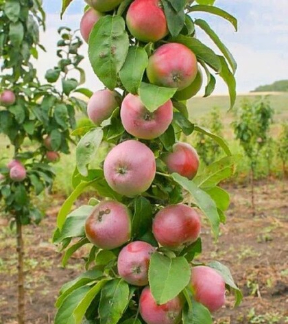 Яблоня колонновидная Августина