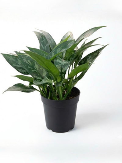 Диффенбахия Black beauty д.11