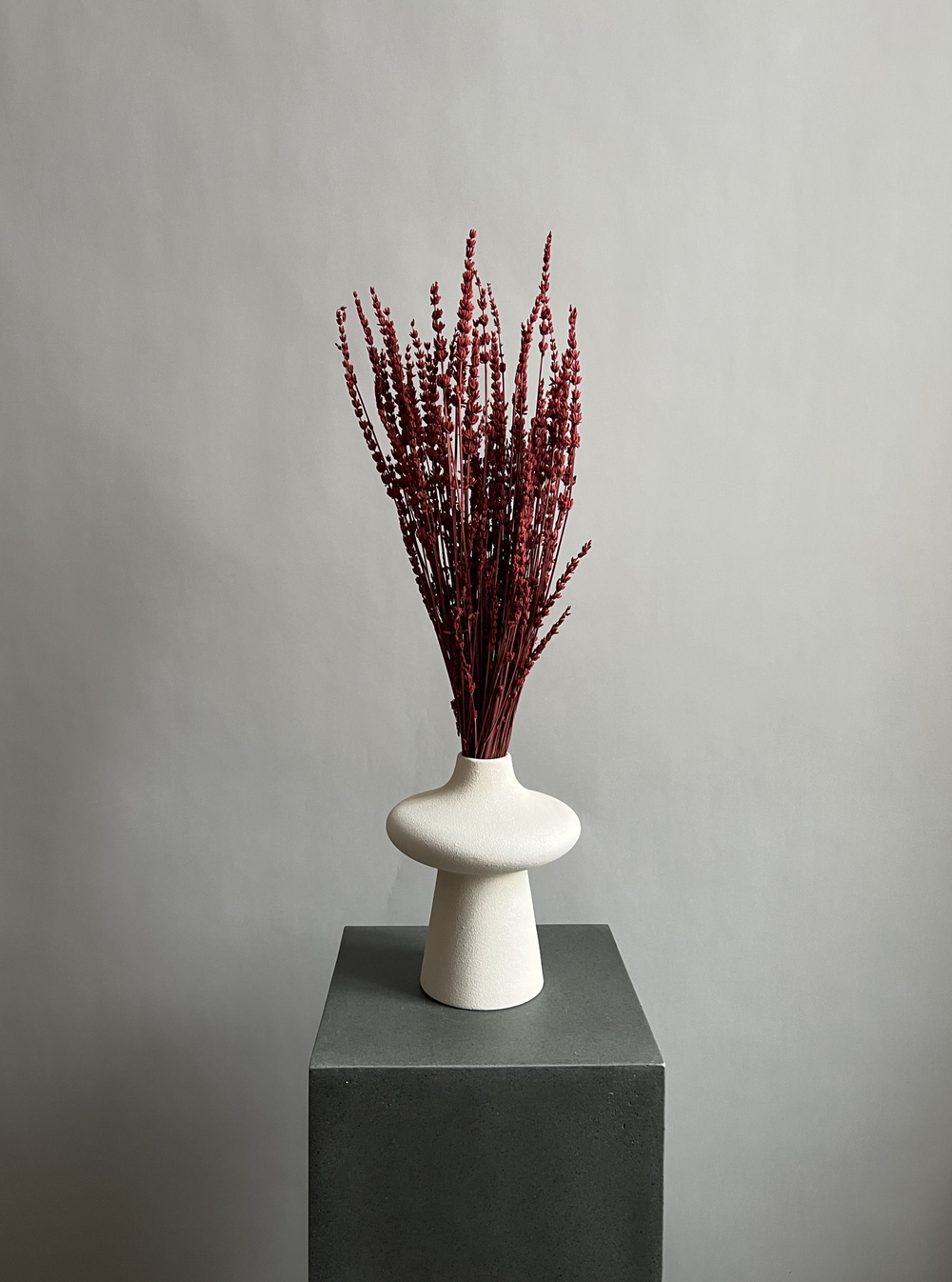 Лаванда стабилизированная красная