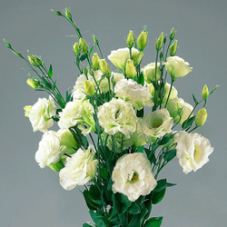 Лизиантус крупноцветковый Супер Мэджик F1 Зелёный 8шт Мировые Семена VITA GREEN