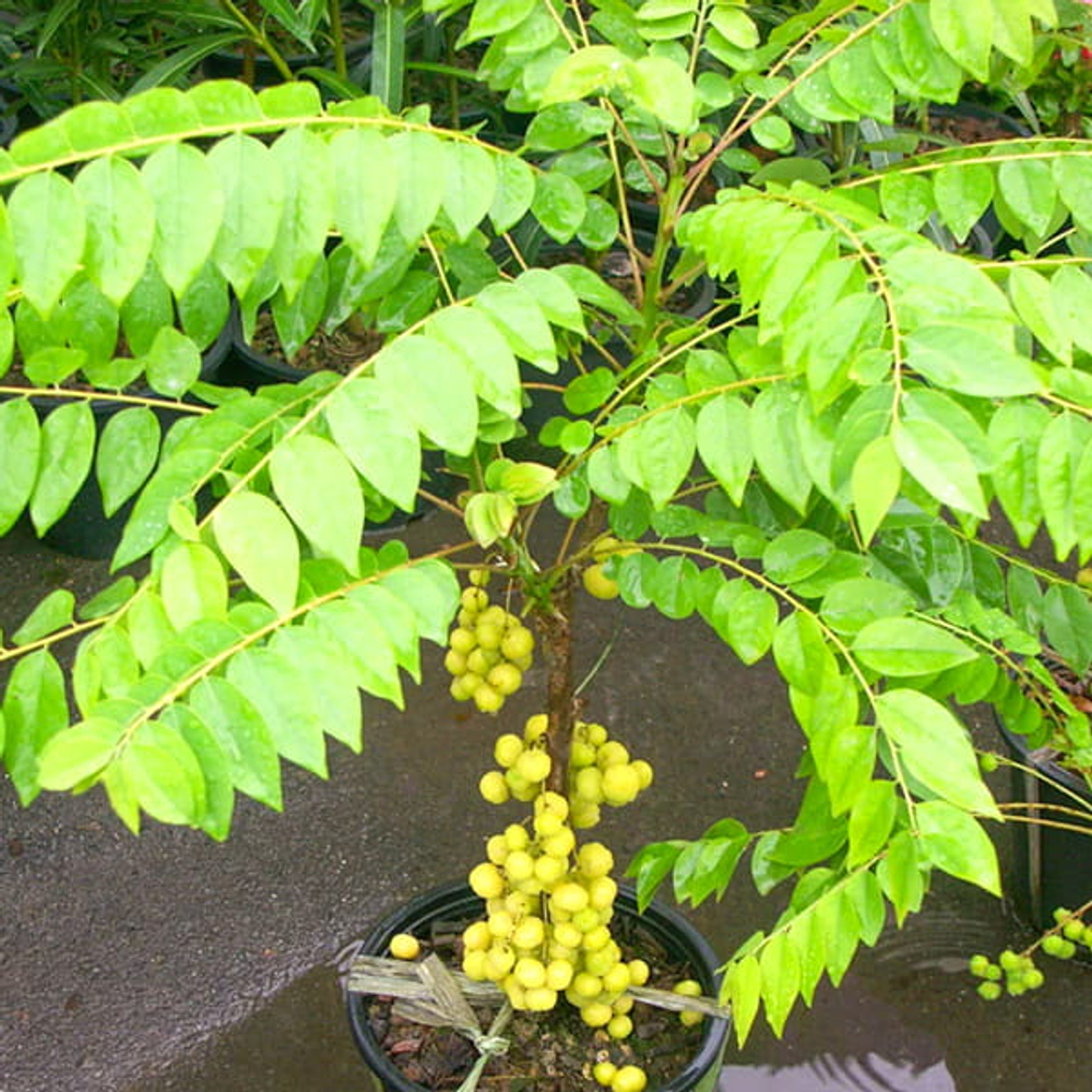 Филлантус кислый – Phyllanthus acidus