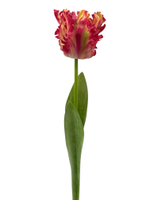 Тюльпан розовый