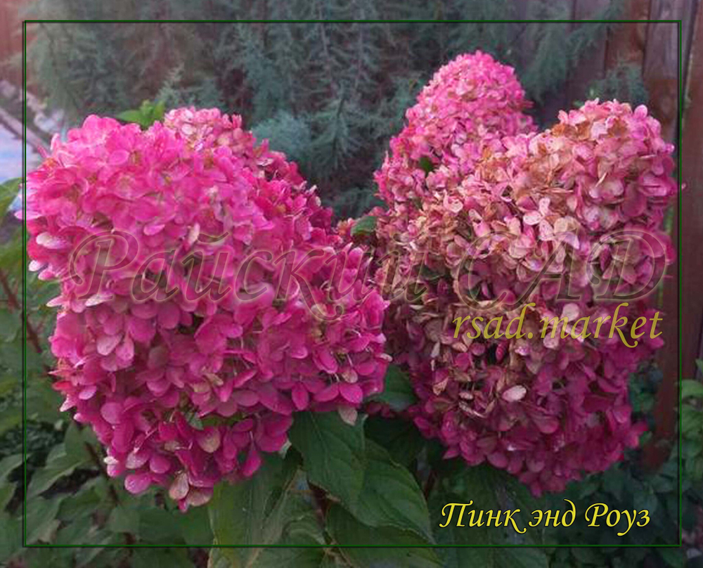 Гортензия метельчатая Пинк энд Роуз- Розовый и Роза (Hydrangea paniculata `Pink and Rose`)