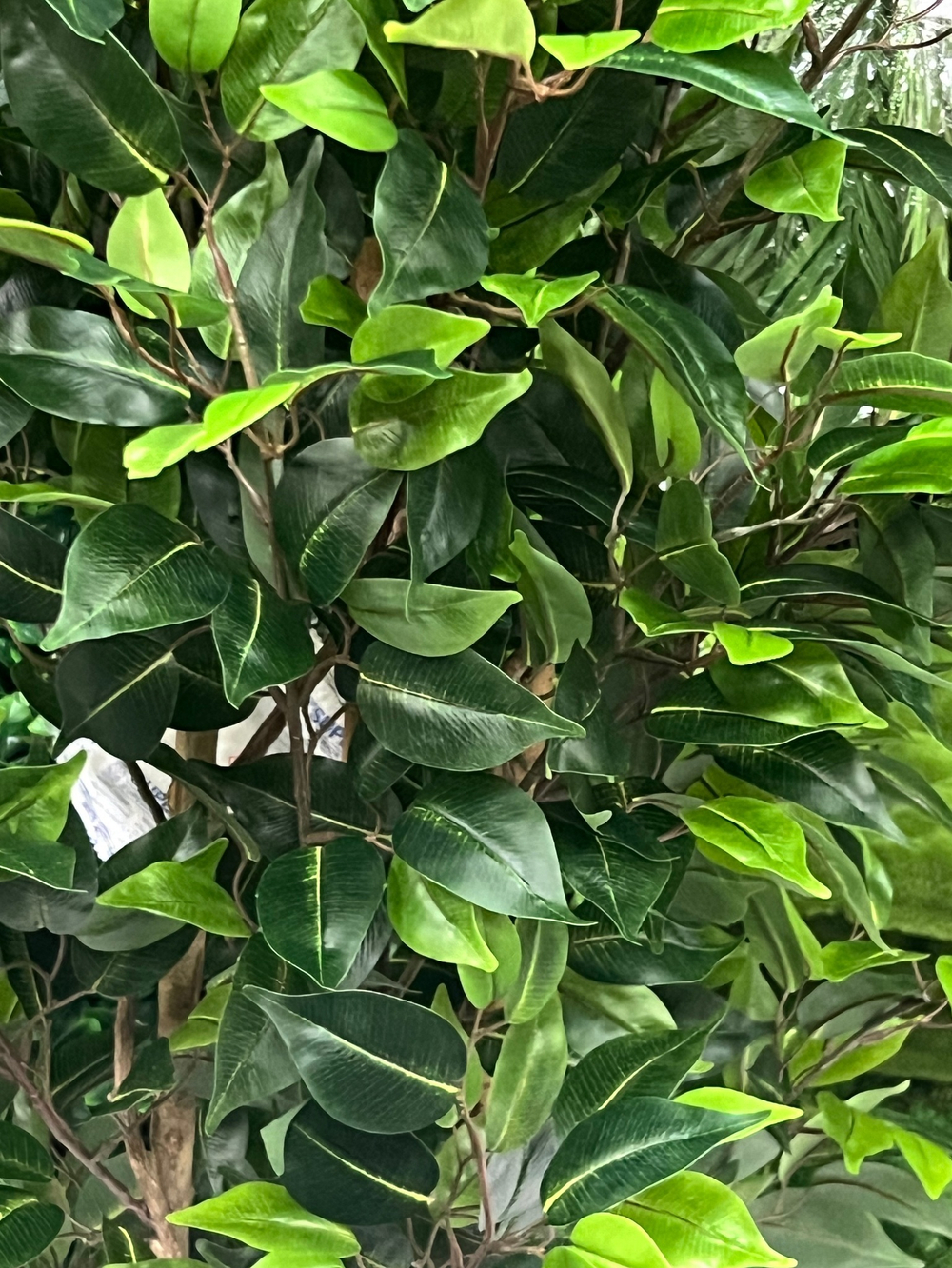 Фикус Бенджамина Новый 180 см.