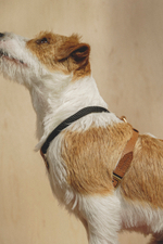 Шлейка "Пони-Макарони" Рыжая