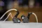 64 Audio U18s