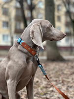 Ошейник для крупных собак из биотана , фастекс кобра металлический, 25 мм, 40-55 см , коричневый, голубой