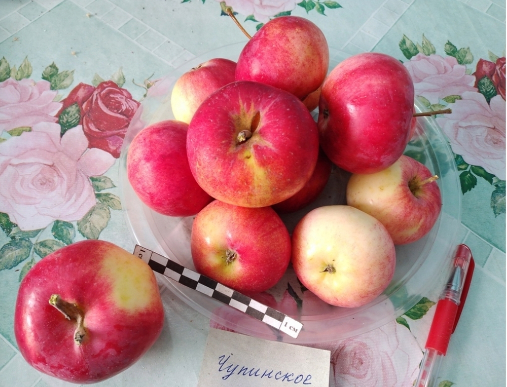 Яблоня Чупинское