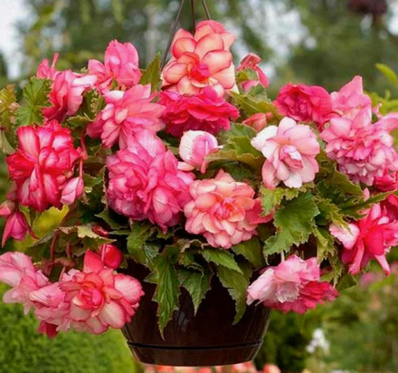 Бегония клубень ампельная Пинк Балкони март-апрель 26