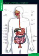 Комплект таблиц "Строение тела человека" (10табл.+ 80 карт.)