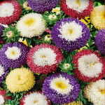 Семена Астра Помпонная смесь 0,2г