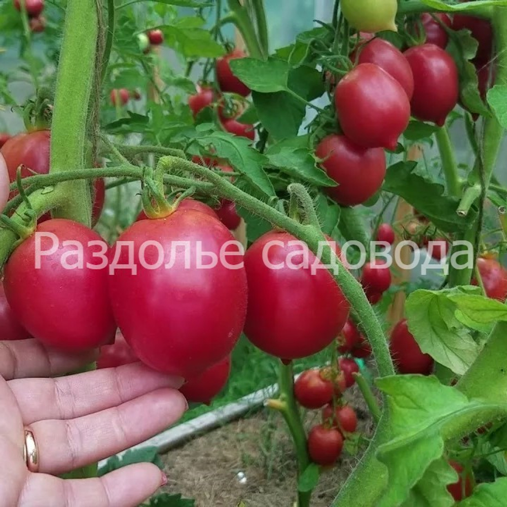 Томат Де Барао розовый (цена за 6 шт)