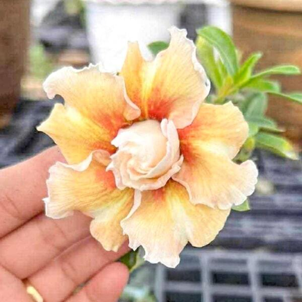 Адениум MAI THONG