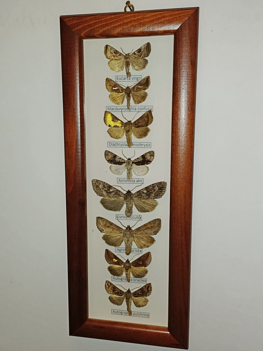 Бабочки Совки в рамке