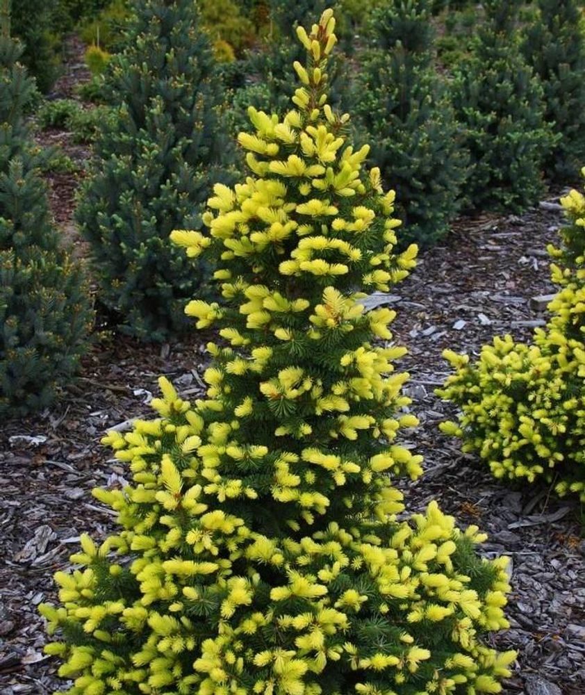 Ель Майголд Закупка М35 наличие 2026