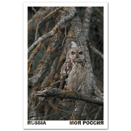 Совиная маскировка. Деревня Лубня, Смоленская область