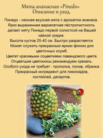 Мята ананасная Пинедо пестролистная Pinedo вариегатная