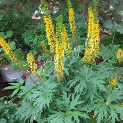 Бузульник Пржевальского (горшок 3л)