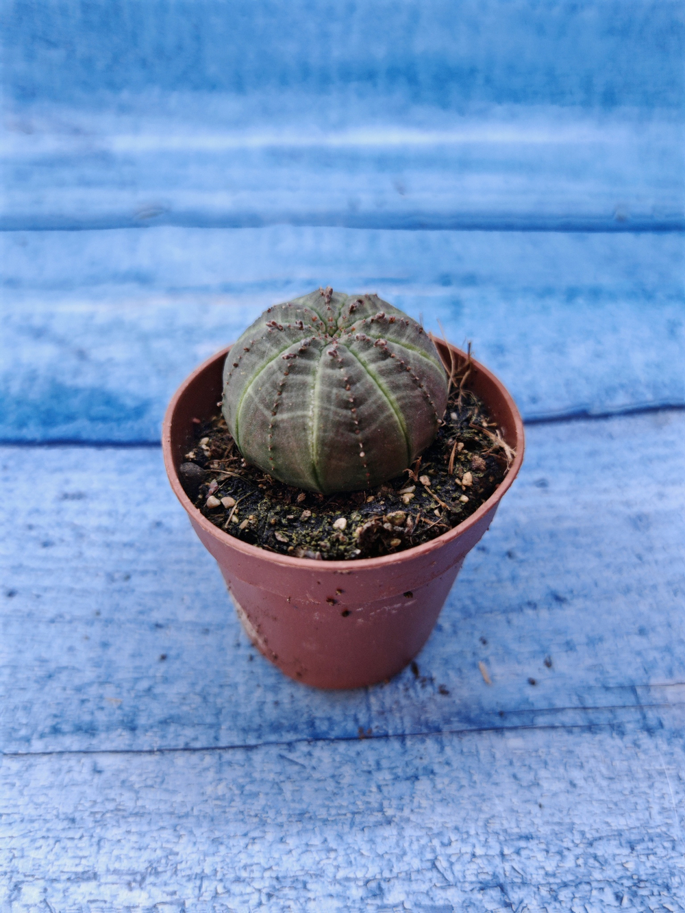 Euphorbia Obesa (Эуфорбия)